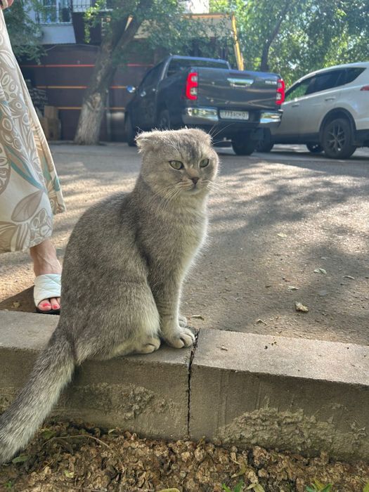 Бесплатно отдают кота