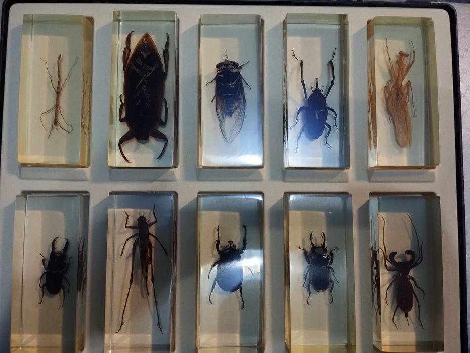 Коллекция насекомых