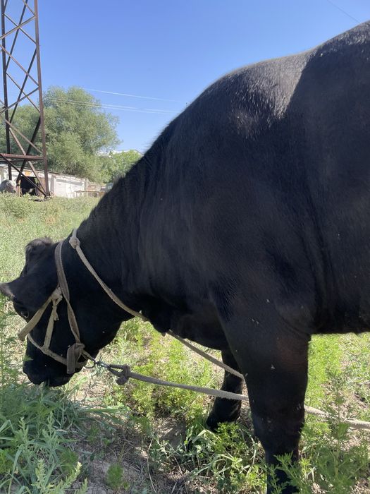 Angus Onasi 15 L sut beradi