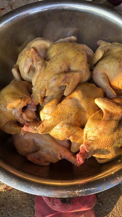 Домашны бройлер мясса