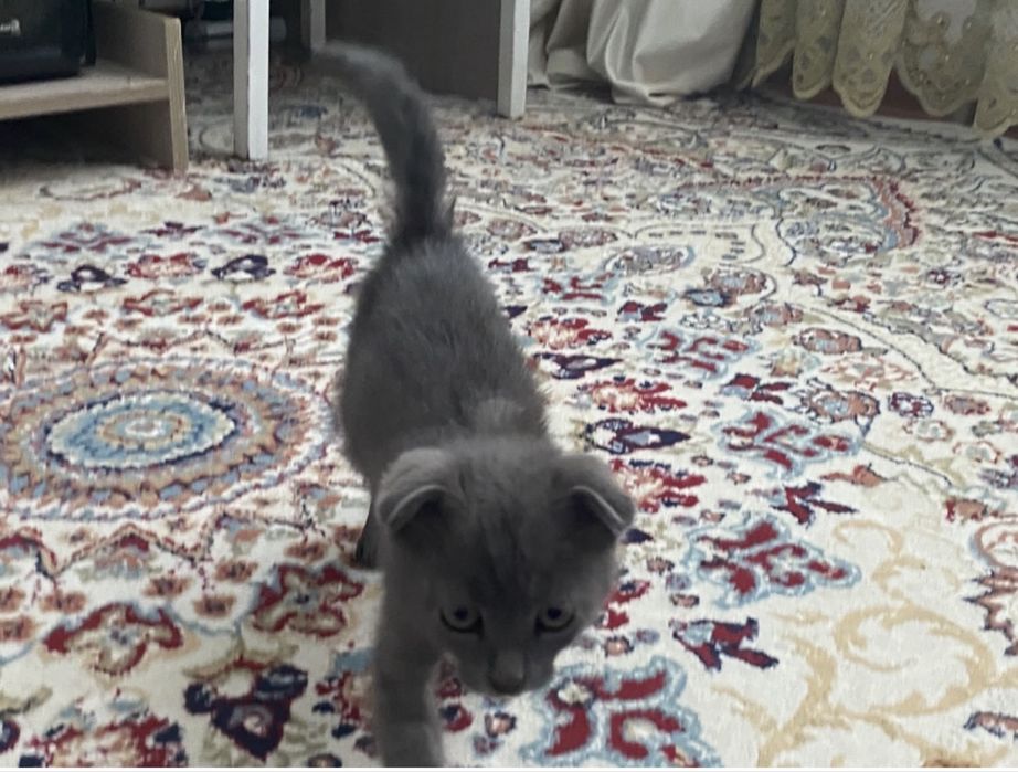 котенок вислоухи