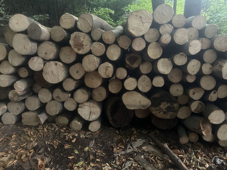 Raritura fag! Detalii la telefon!