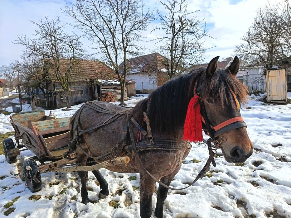 Vând iapă de 4 ani