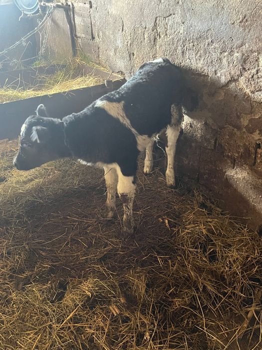 Селскостопански животни