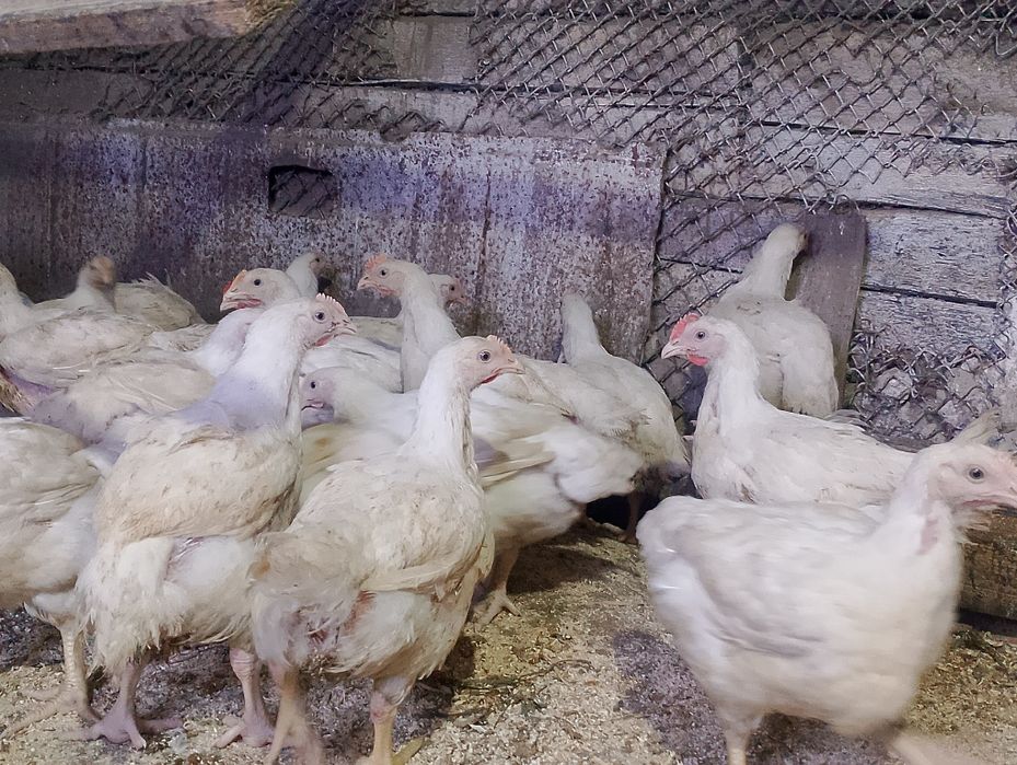 продаю бройлеров
