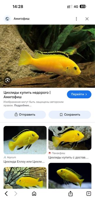 Рыба продаётся (сатылады)