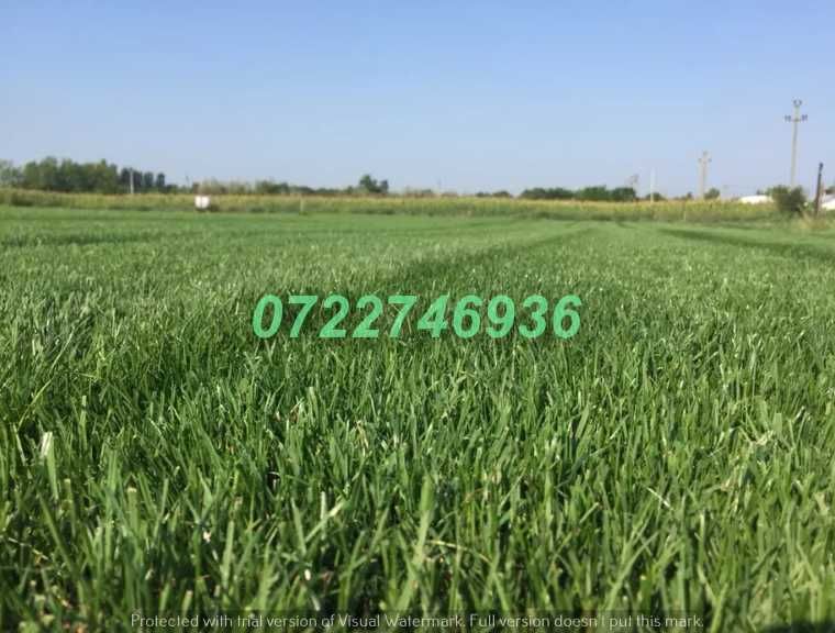 Gazon Natural Verde Intens pentru Amenajări Exterioare