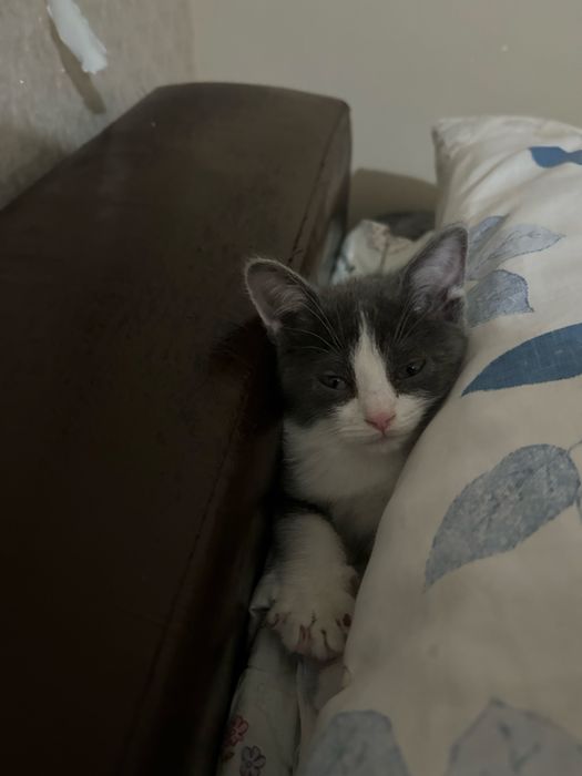 Отдам котенка в добрые руки