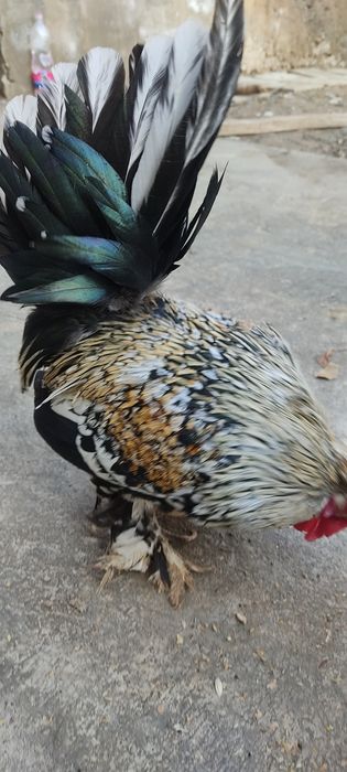 Xoʻroz Tovuqlarga kafolat beriladi