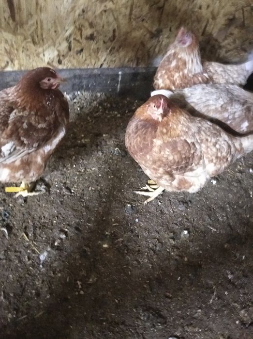 Кур Несушек порода родонит