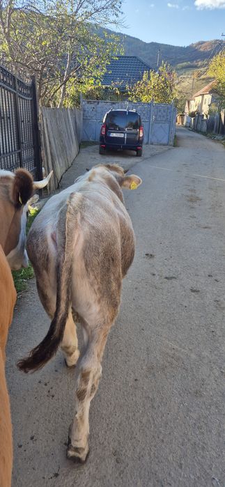 Vând vitel in vârstă de 8 luni