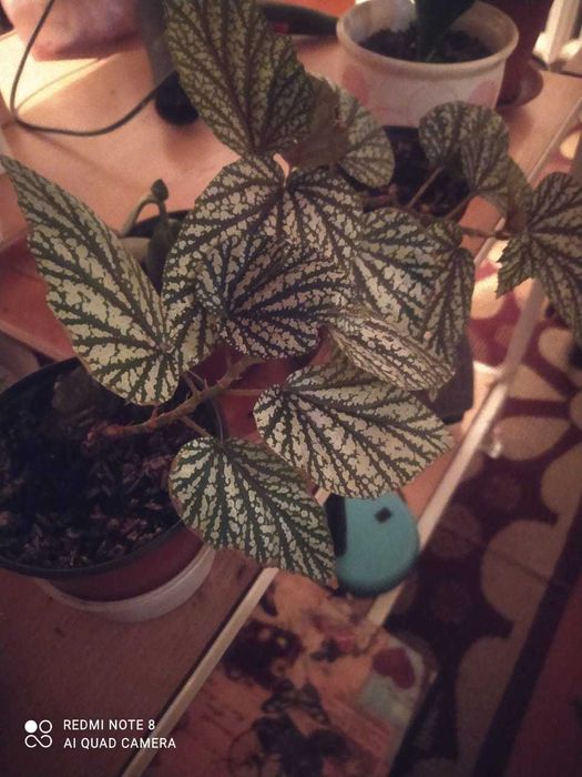 Комнатные растения