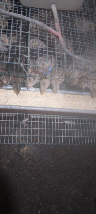 Prepelite jumbo gold Japoneza  mare 3 sapt,5 saptpt