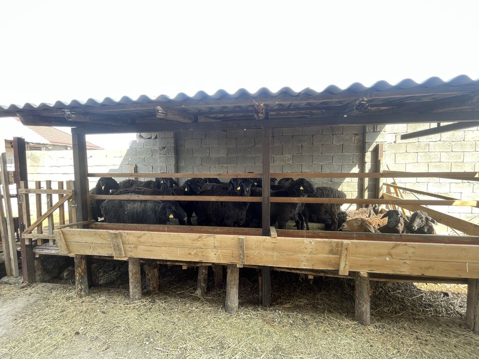 қой сатылады