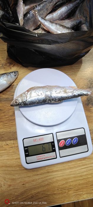 В продаже рыба рипус