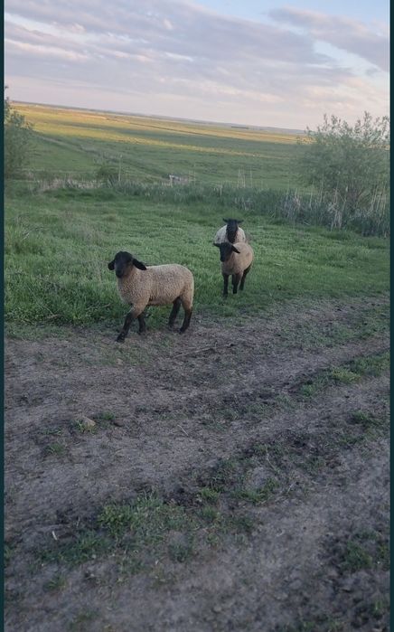 Vând mieluțe și berbecuți Suffolk de prăsilă
