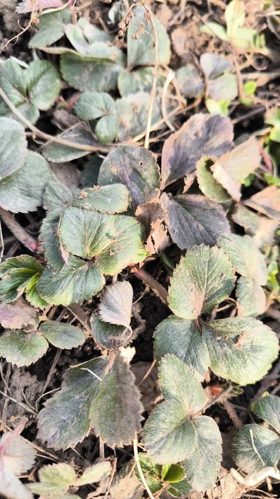 Клубника рассада