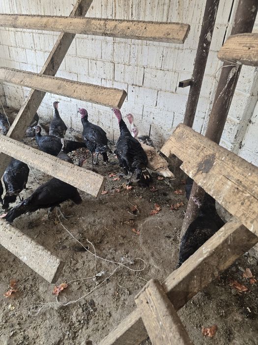 Индюк тер сатылады