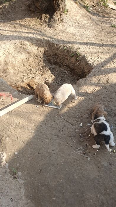 Отдам щенят в хорошие руки