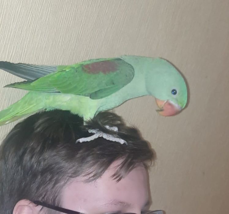 Продам попугая Александрийский