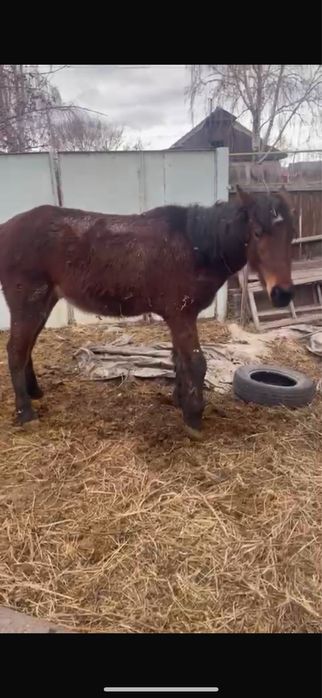 Кунан құнан жжеребчик лошадь донен дөнен