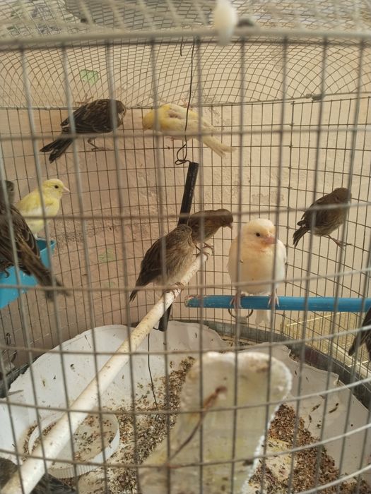 Конарейка придаётся