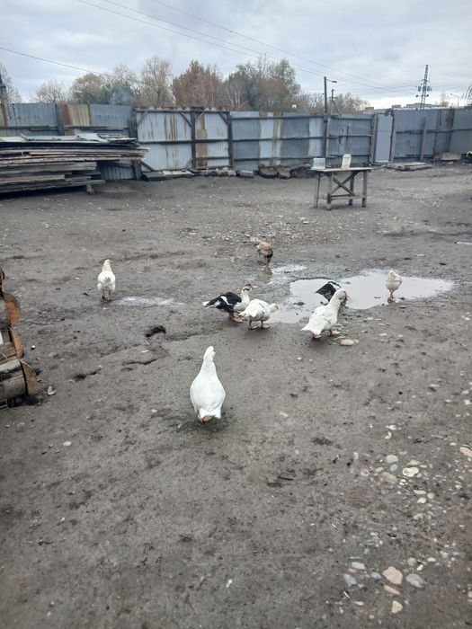 Продам уток или обменяю на кур