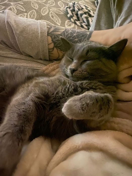 Котики ищут себе дом