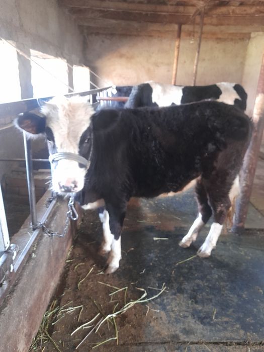 Хороший карова маладой