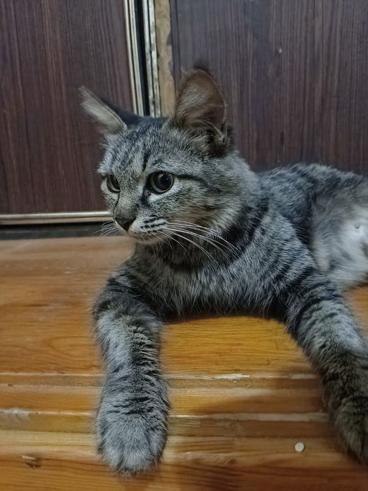 Кошка втдобрые руки