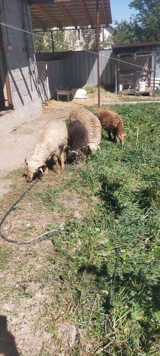 Продам тохты кошкарчики 5 штук