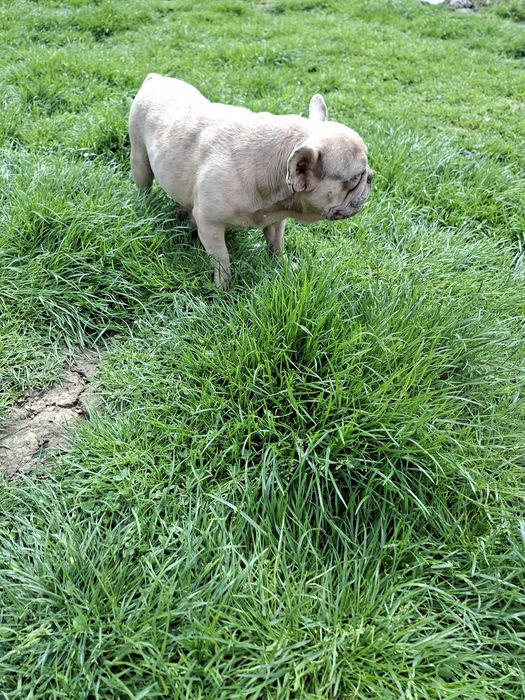 Bulldog francez femelă