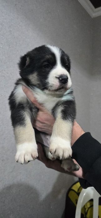 Срочно Щенки Алабая, 25 дней