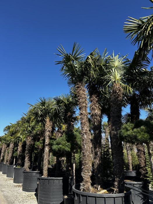 Tuia, catalpa, leylandii, peisagistică-grădină