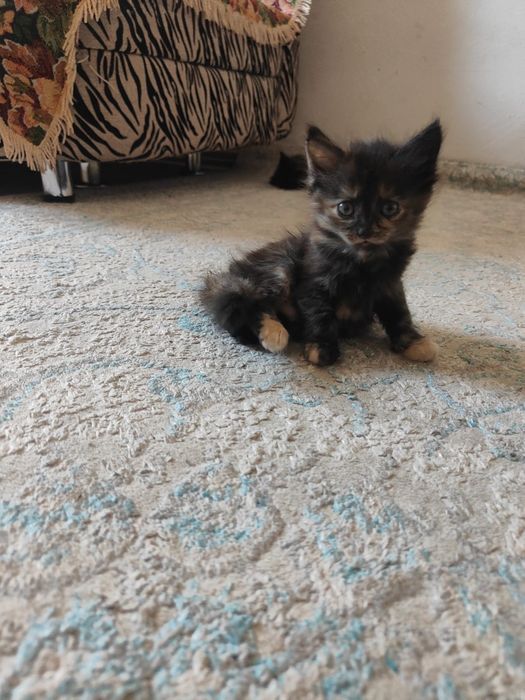 Одам котята бесплатно