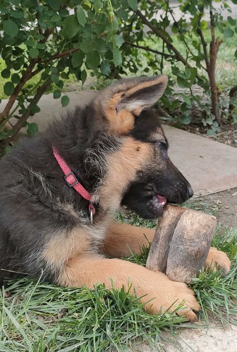 Немецкая овчарка