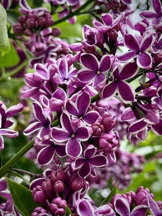 Liliac altoit galben/ rosu/mov cu alb/ roz cu alb 50 lei