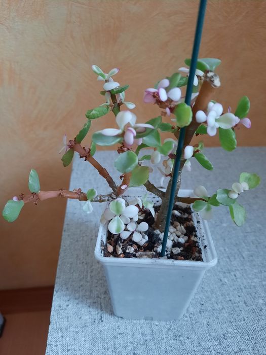 Кактусы и суккуленты.