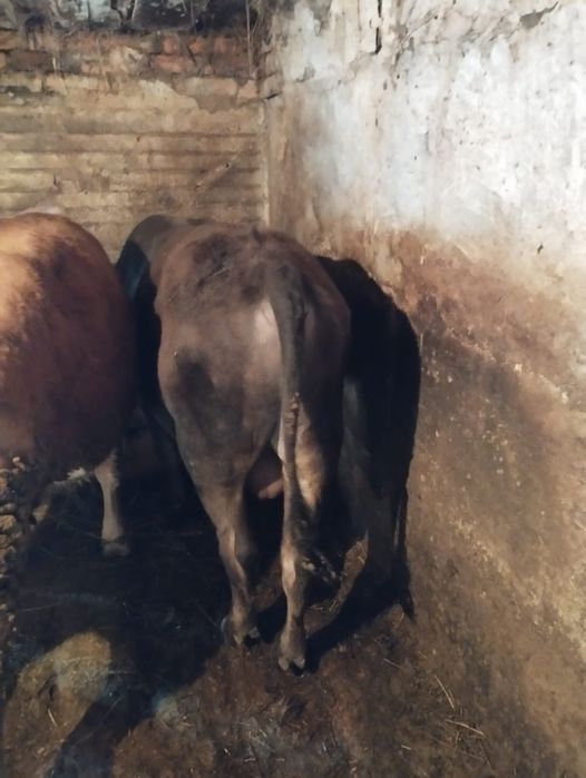 Продаются телки 1.5 годовалые