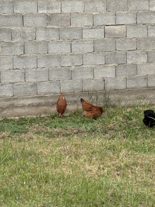 Домашний тауыктар