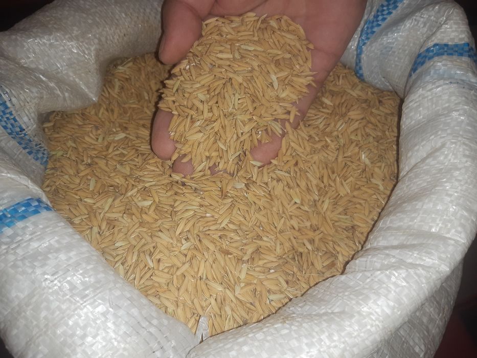 Lazer urug'i sotiladi