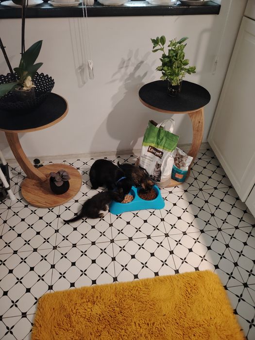 Dau 2 pisicuțe spre adopție