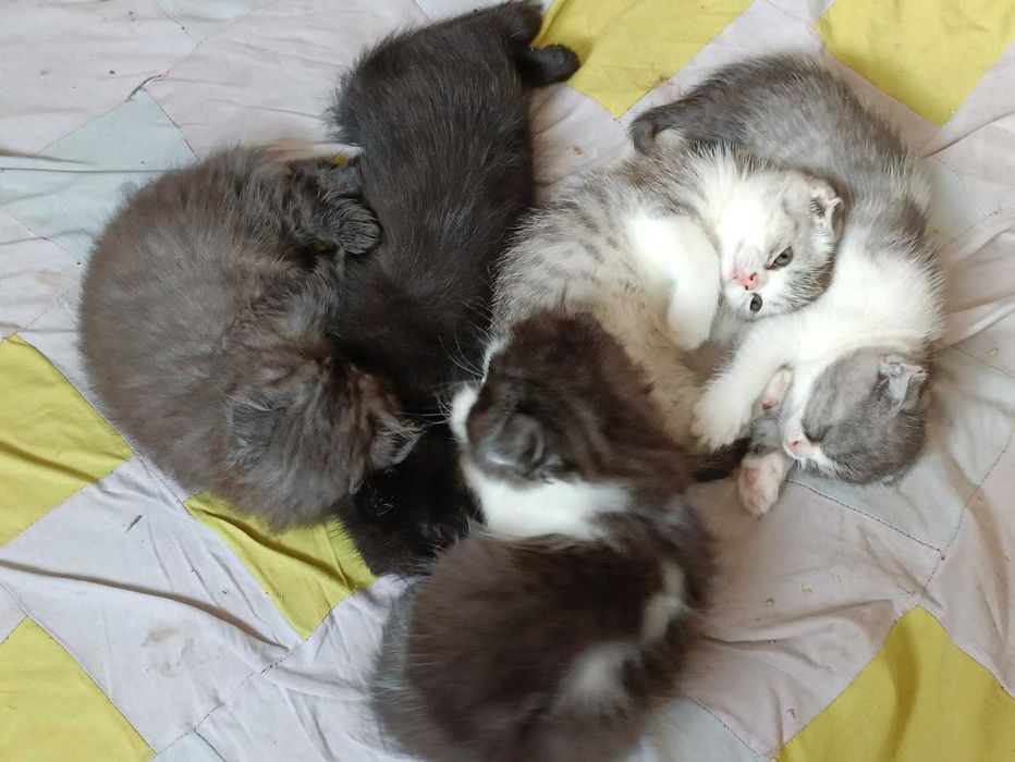 Вязка кота Скоттиш Стрейт (длинношерстный)