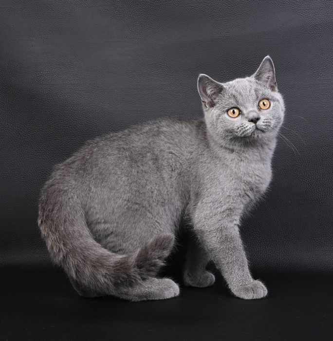 Pisicuță British Shorthair colour blue  cu pedigree