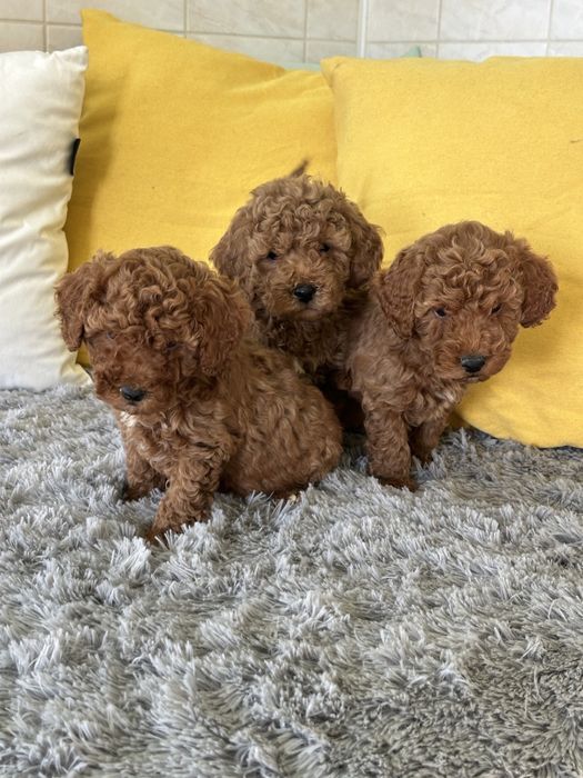 Пудел Той мини