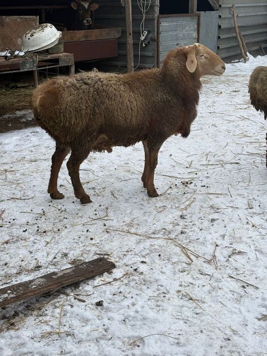 Кошкары продам продам