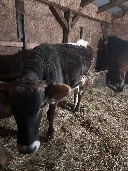 Vând vitea de ținut