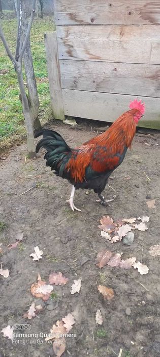 Cocoș marans disponibil