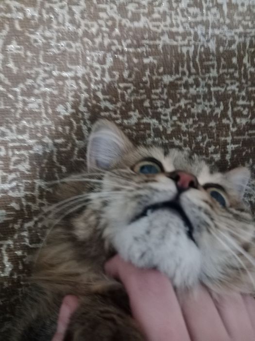 Отдам кота мальчика