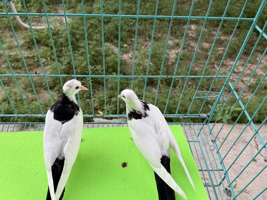 Голуби шейки.